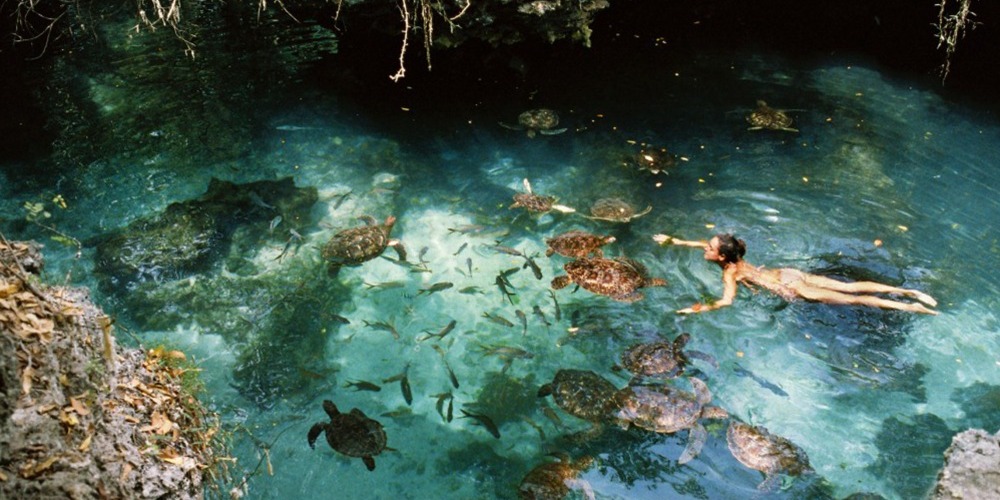 swim with turtles 3
