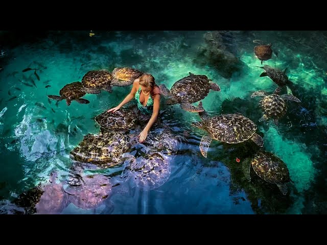 swim with turtles 4