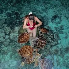 swim with turtles 5