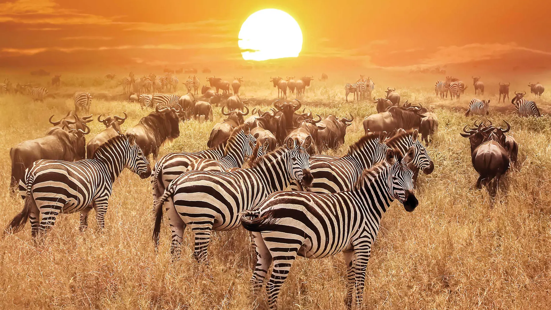 zebra-at-sunset-in-the-serengeti-national-park-tanzania_shutterstock